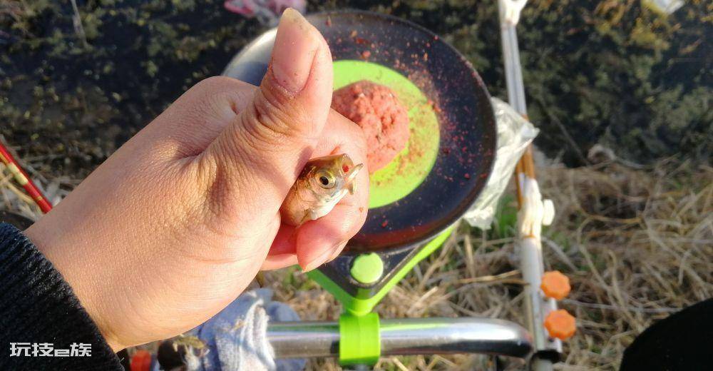钓白条鱼如何调漂(野钓时钓白条鱼的方法与技巧介绍)-图片6